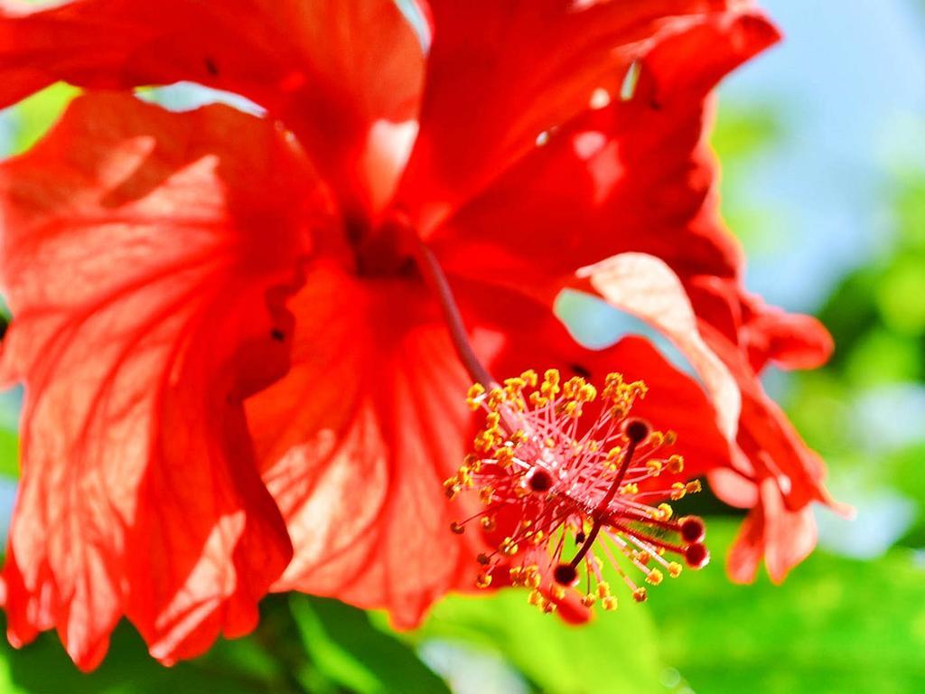 Caribe Town Bungalows Puerto Viejo de Talamanca Zewnętrze zdjęcie